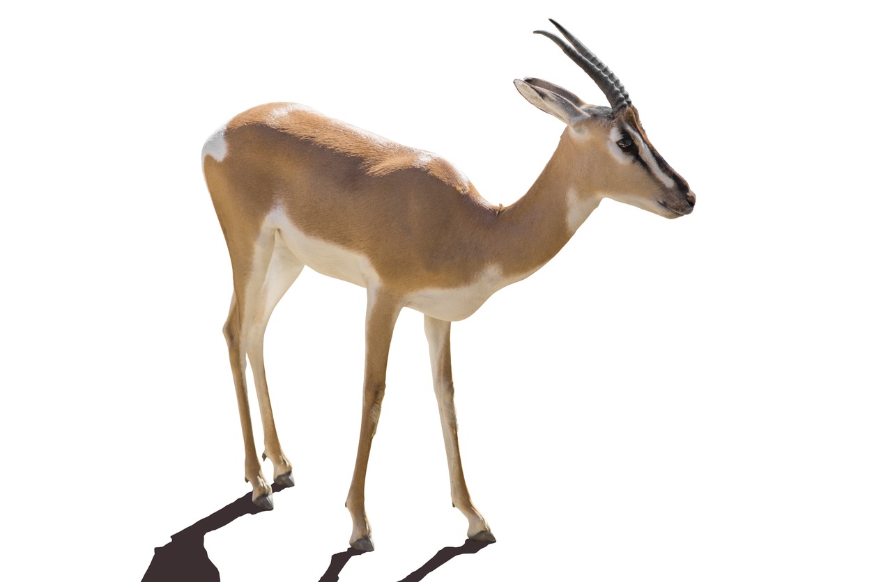 אנטילופה