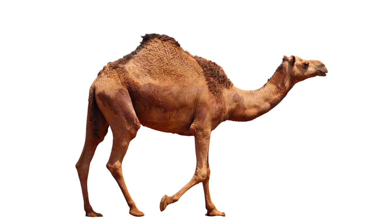 גמל