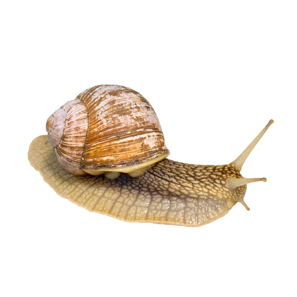חלזון