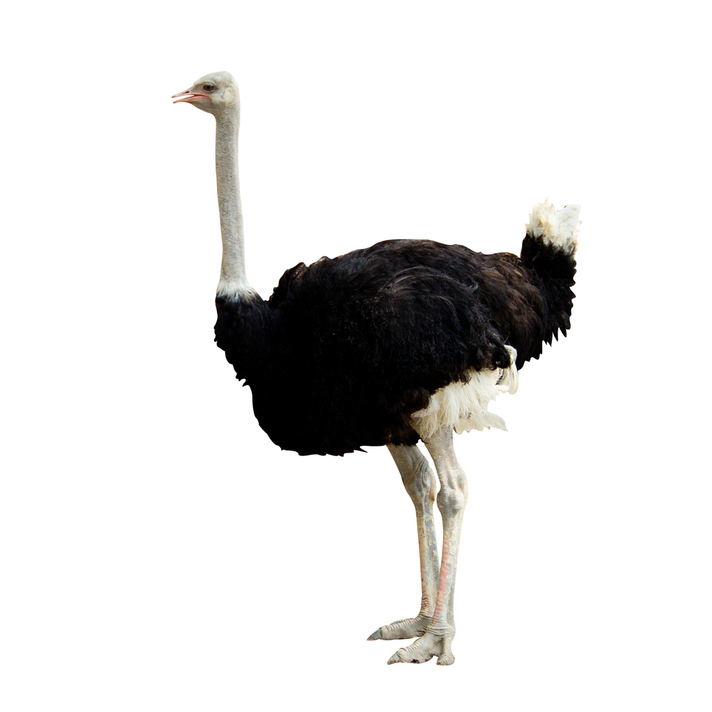 יען
